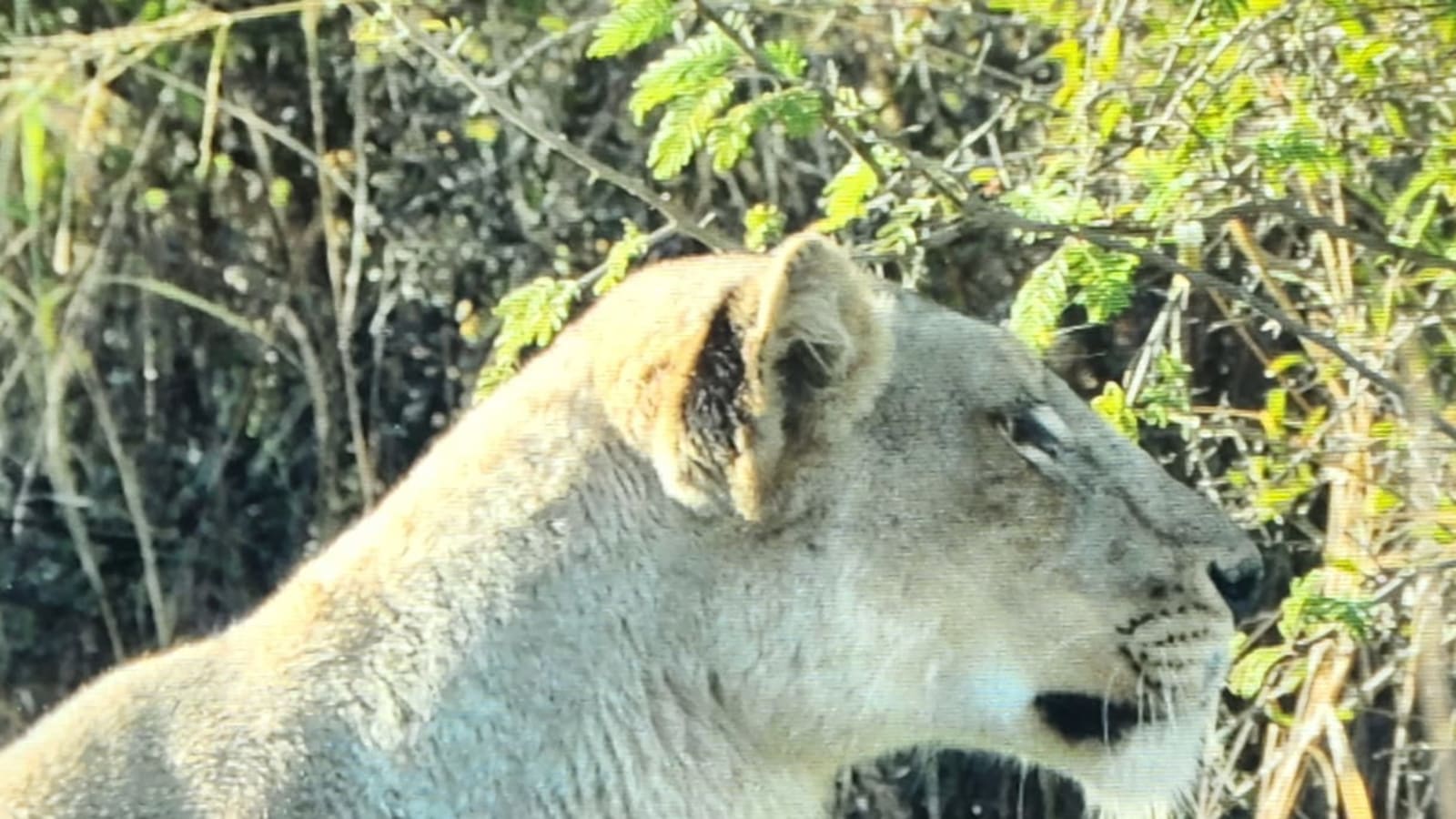 5-Hour Kruger National Park Safari with Afternoon Wildlife Viewing