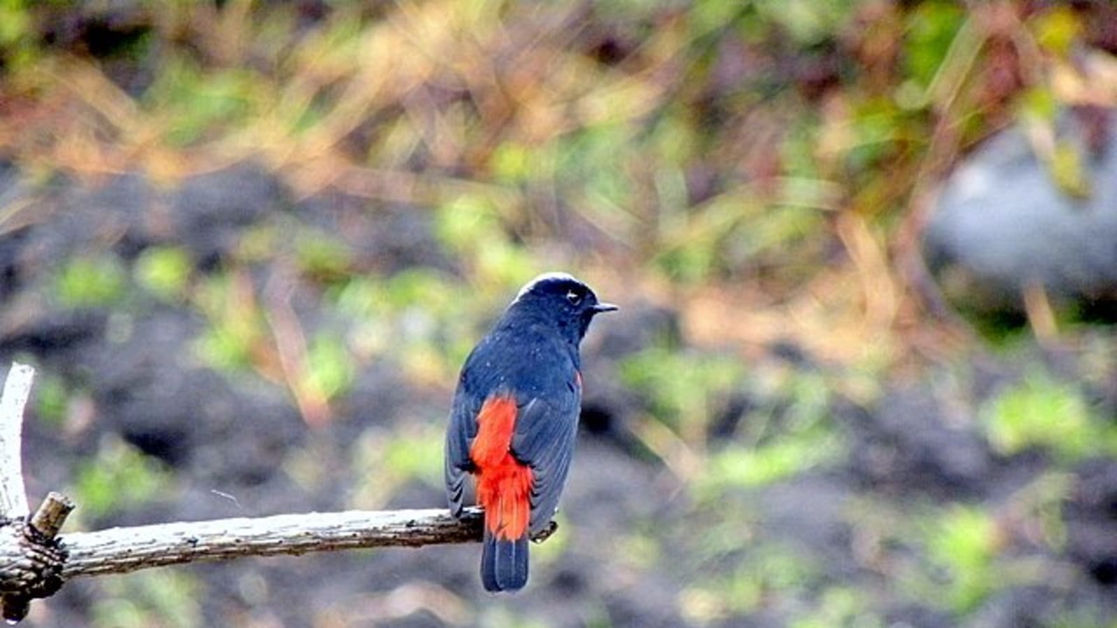 7-Day Sikkim Birding Tour with Monasteries and High-Altitude Lakes