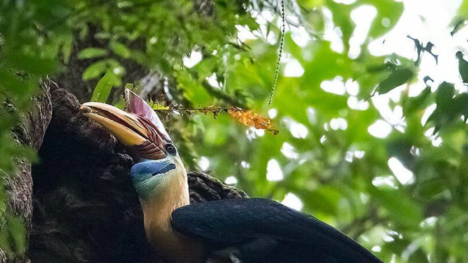 2-Day Tangkoko Wildlife Tour from Manado with Overnight Homestay