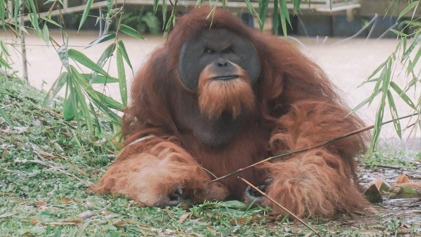 6-Day Orangutan and Lake Toba Tour from Medan via Ketambe