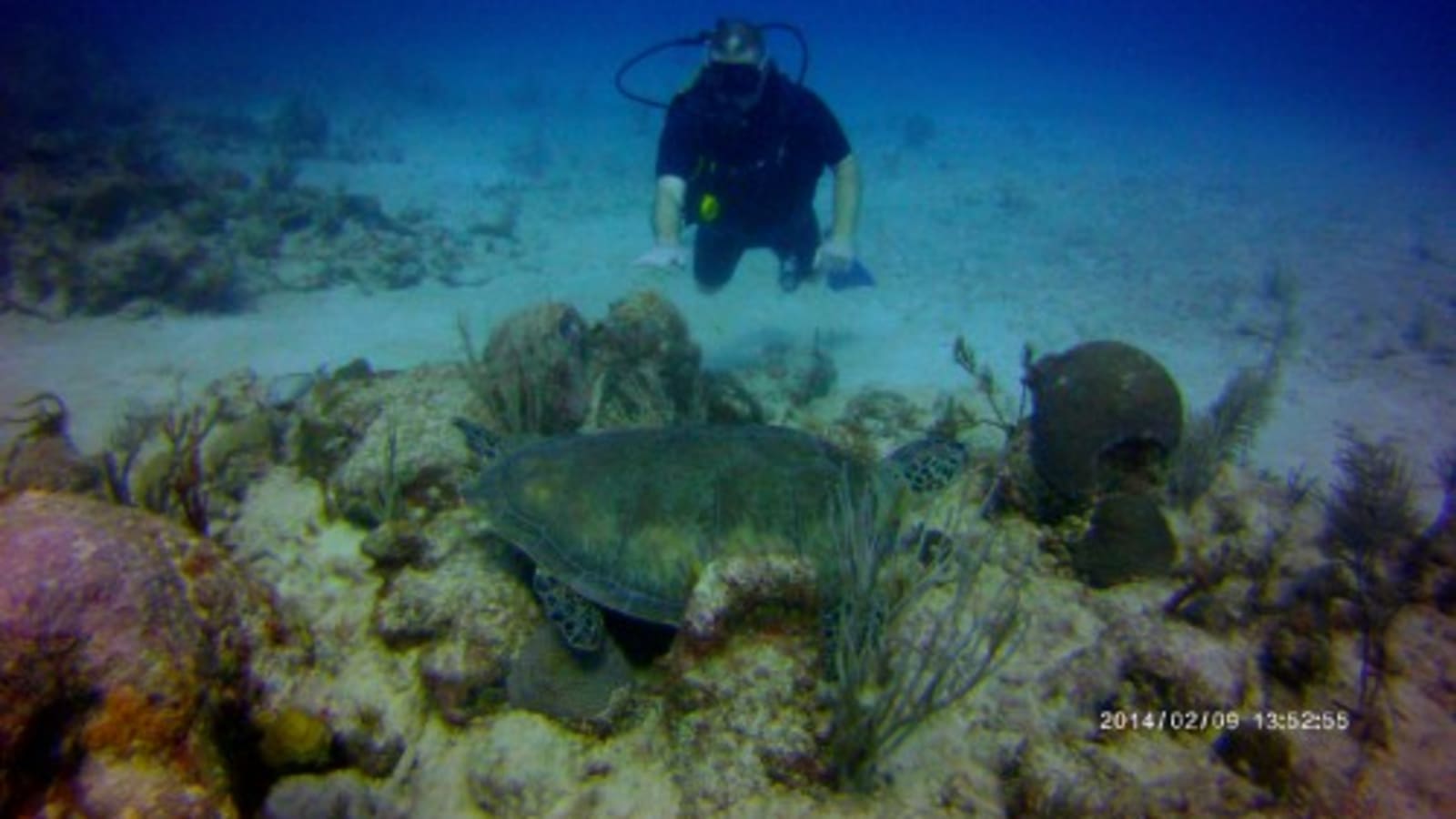 1-Day Scuba Diving Tour in Playa del Carmen with Coral Reefs