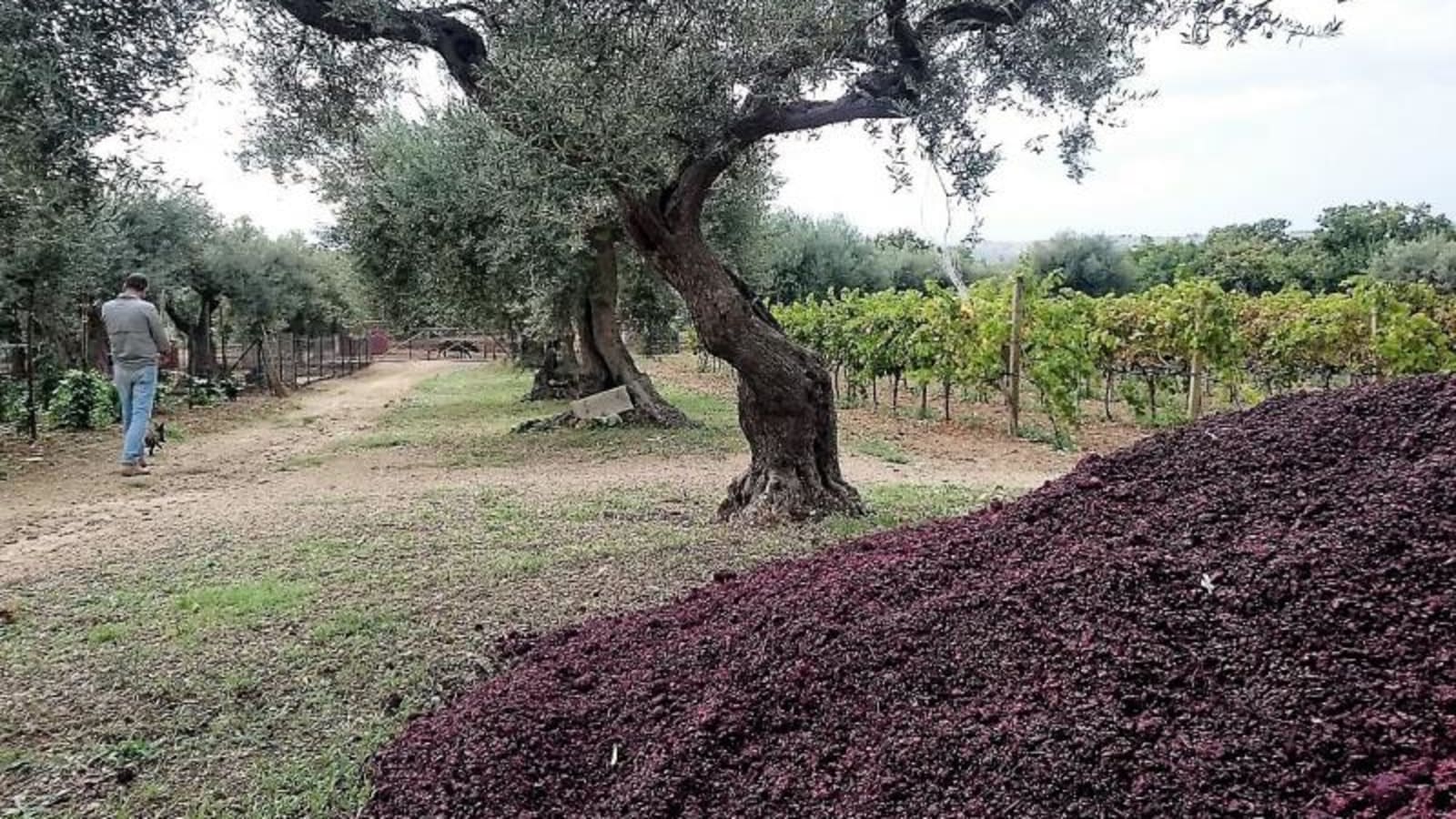 8-Hour Ragusa Wine and Olive Oil Tour through the Cerasuolo DOCG