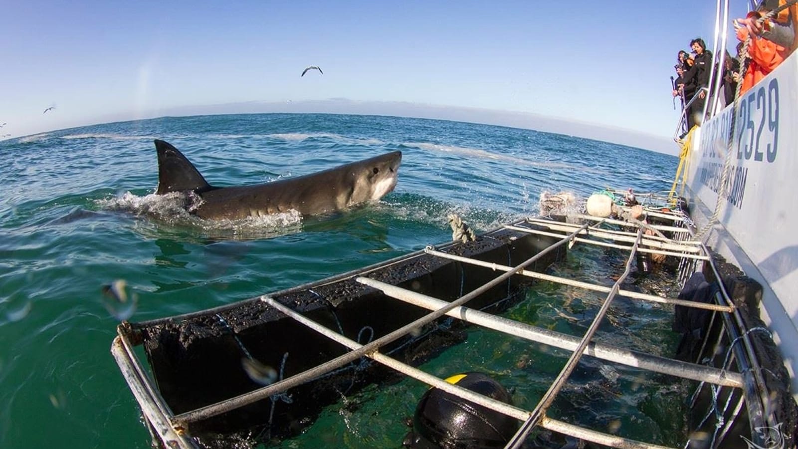 9-Hour Shark Cage Diving Trip to Gansbaai from Cape Town with Brewery Visit