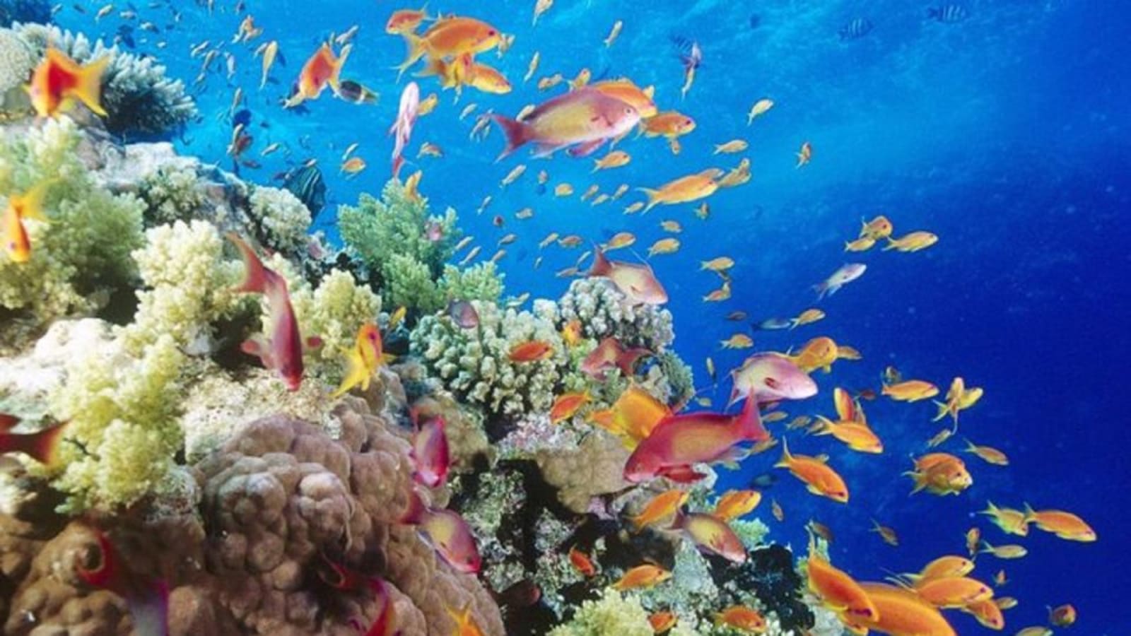 5-Hour Snorkelling Boat Trip in Marsa Alam with Turtles and Dugong