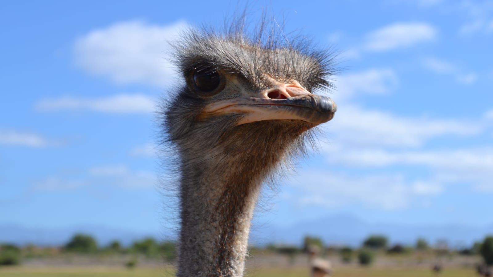 9-Hour Oudtshoorn Wildlife Tour with Cango Caves and Ostrich Farm
