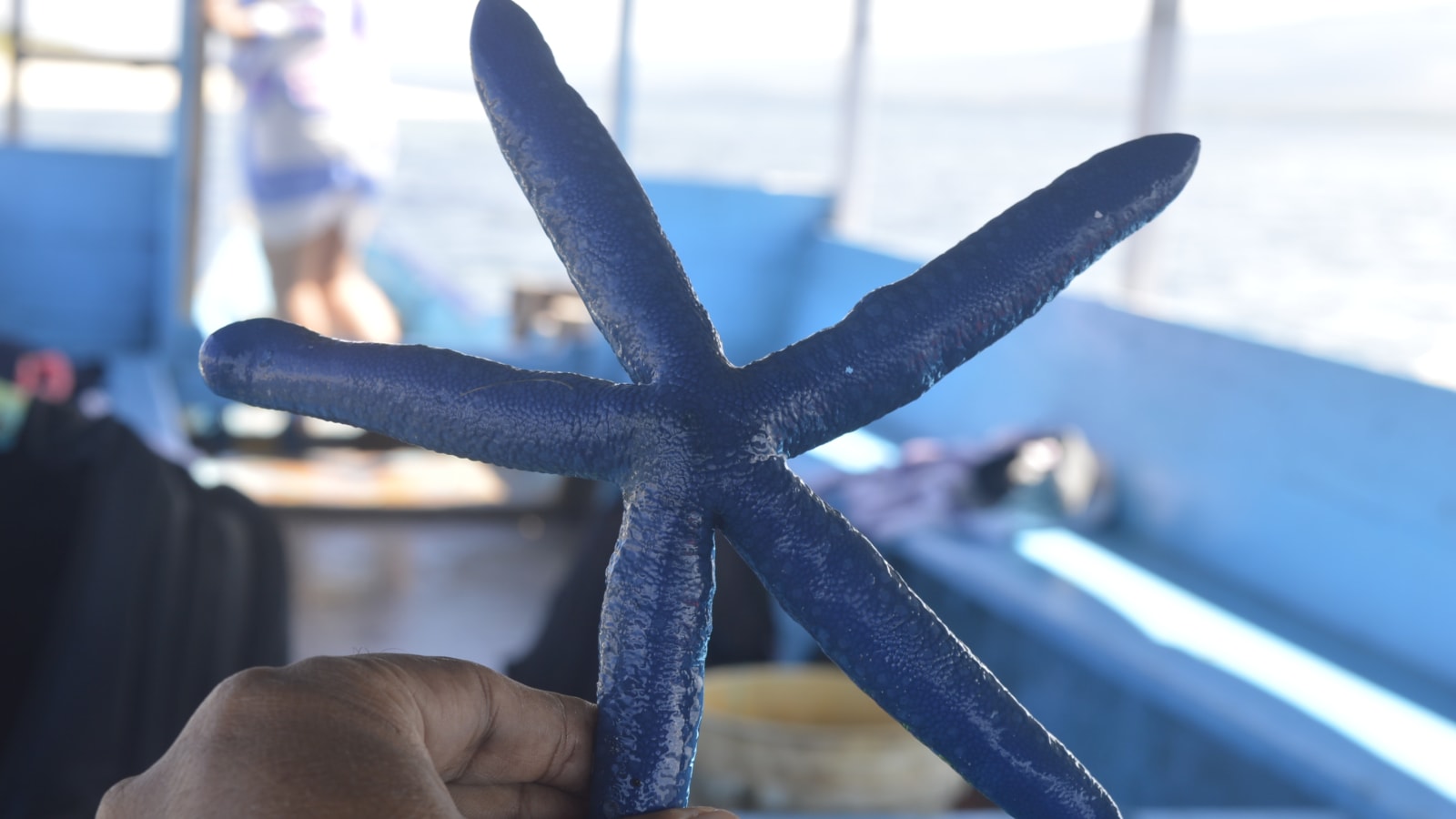 12-Hour Snorkelling Tour in East Gili Islands with Blue Starfishes