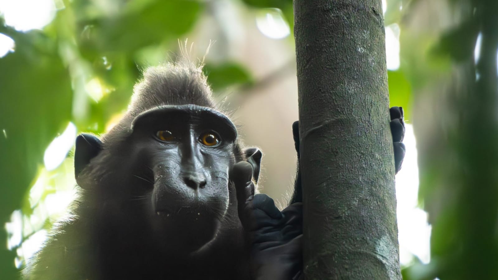 8-Hour Tangkoko Nature Reserve Wildlife Tour with Waruga Heritage