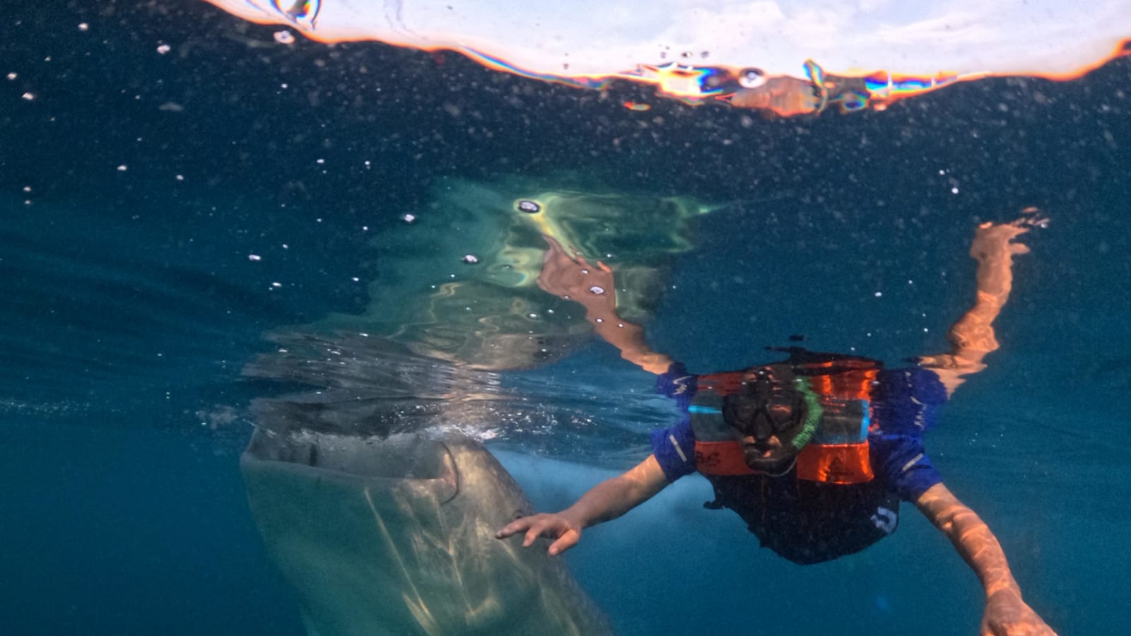 2-Day Lombok to Sumbawa Whale Shark Tour with Kenawa Island