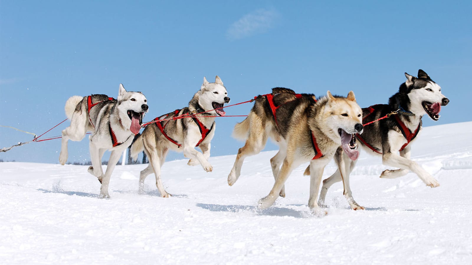 3-Hour Husky Sledge Ride in Kuusamo with Northern Lights Chase