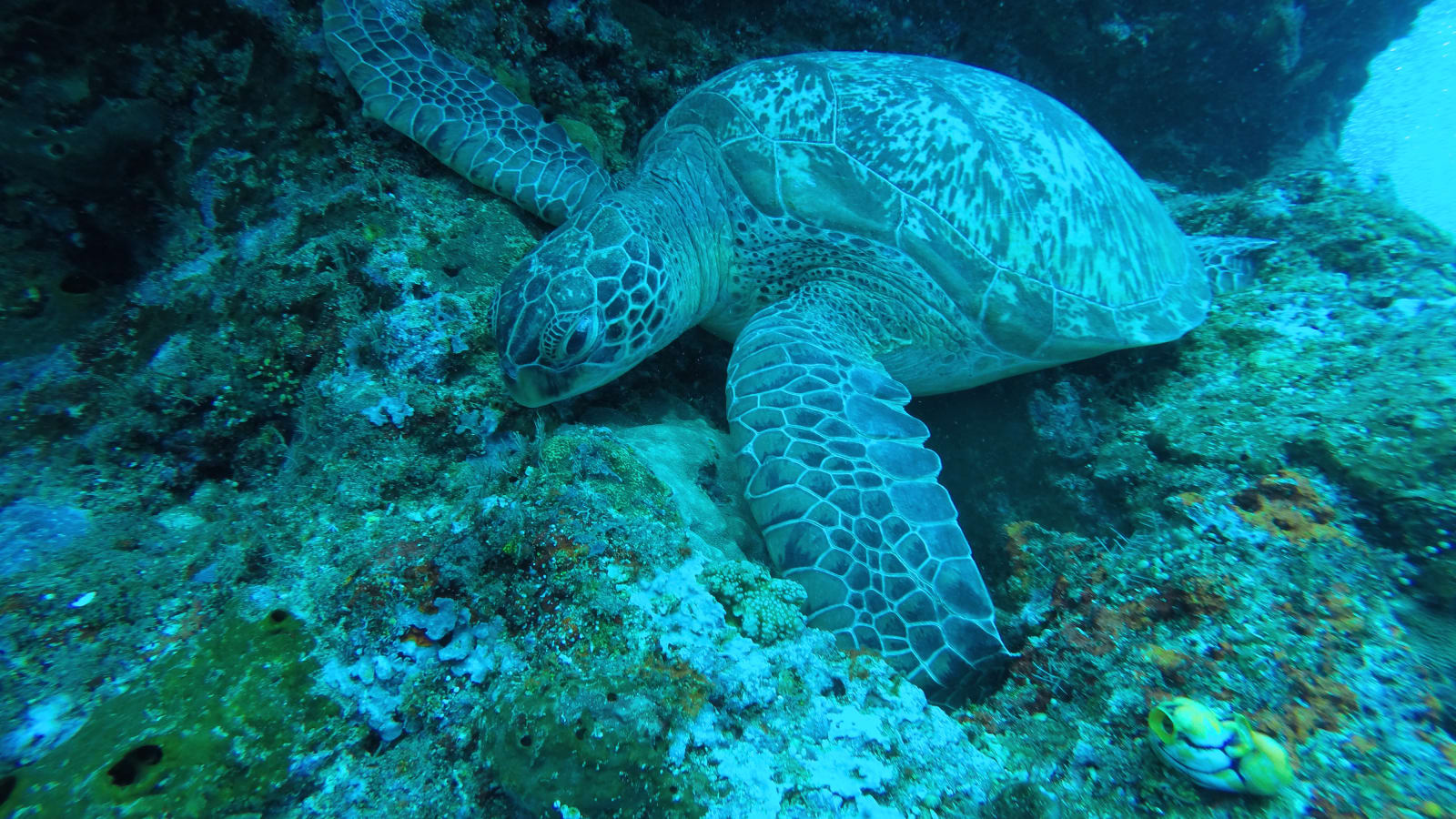5-Day Scuba Diving Tour in Bunaken Marine Park with PADI Course