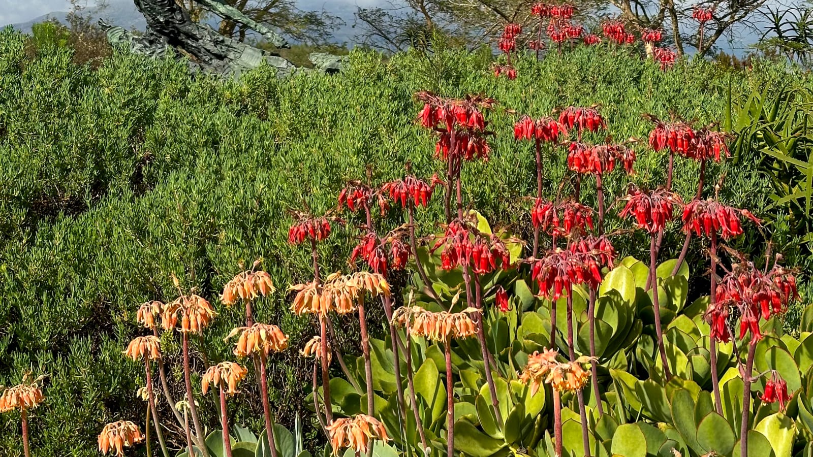 9-Hour Stellenbosch Wine and Art Tour with Dylan Lewis Garden