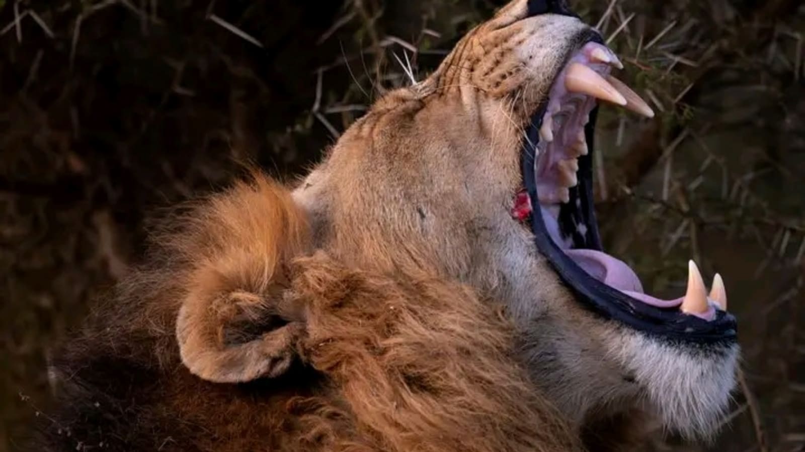 15-Day South Africa Parks Safari with Victoria Falls and Chobe