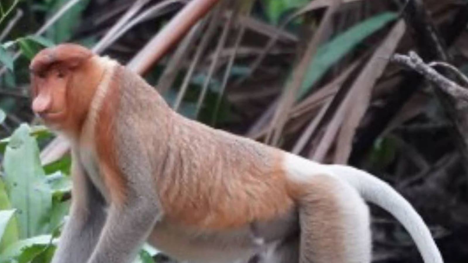 5 horas de visita a Banjarmasin con la isla del mono narigudo