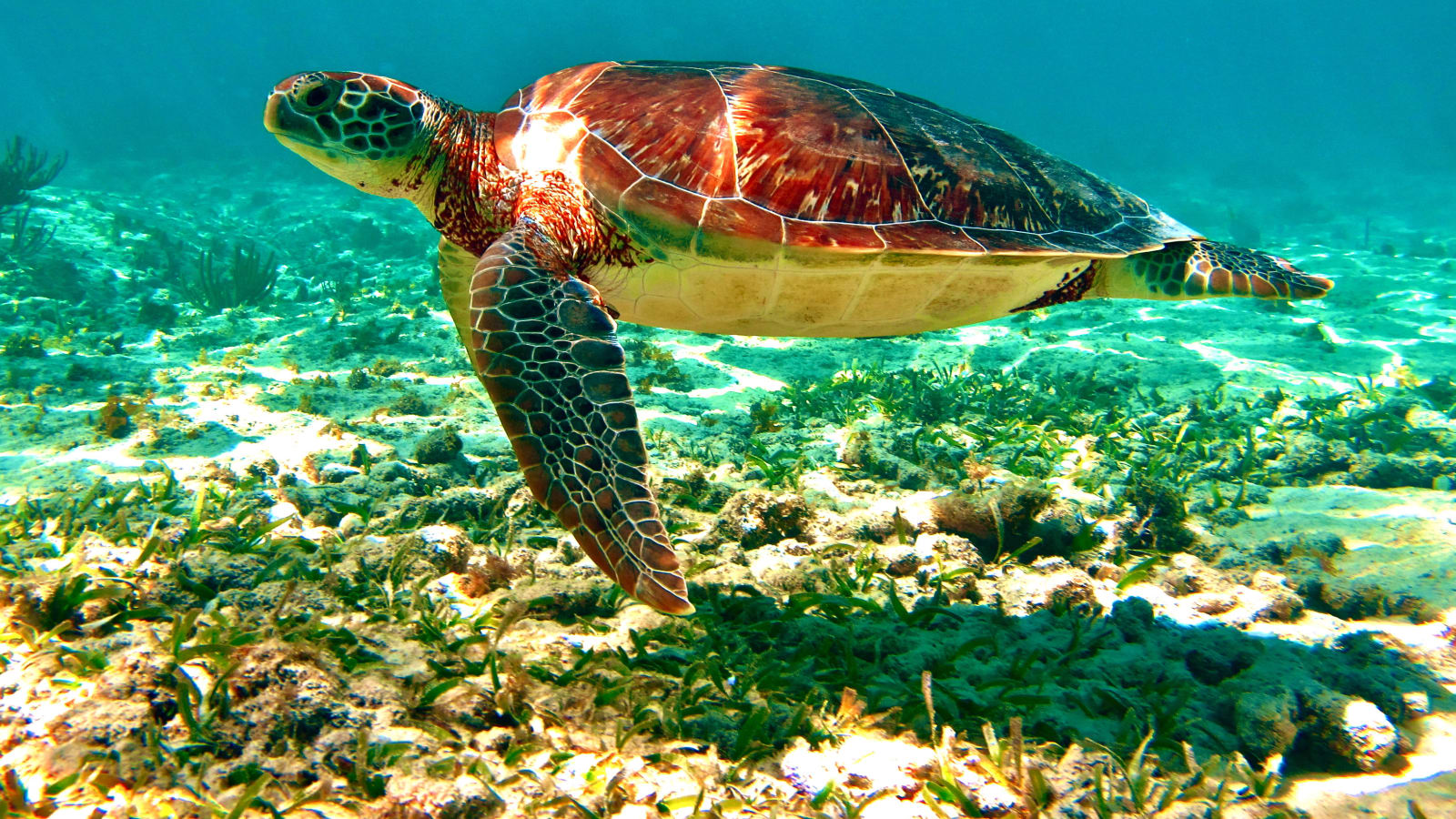 7-Hour Tulum and Riviera Maya Tour with Akumal Bay Snorkelling