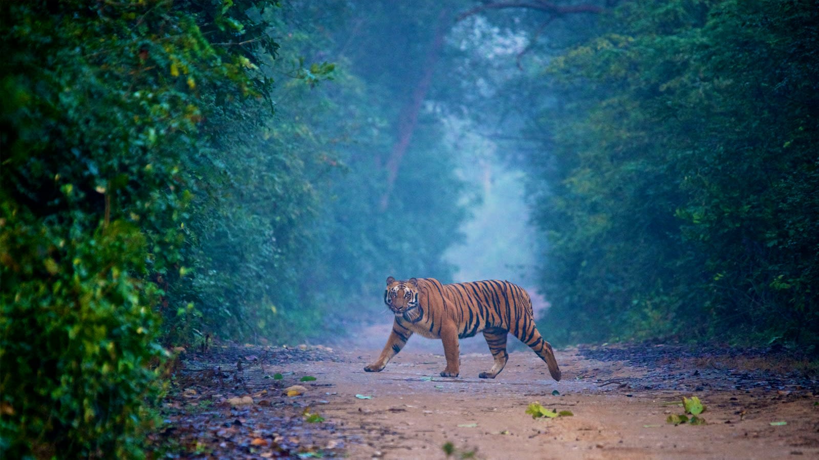 2-Day Jim Corbett Wildlife Safari with Waterfall and Museum Visit
