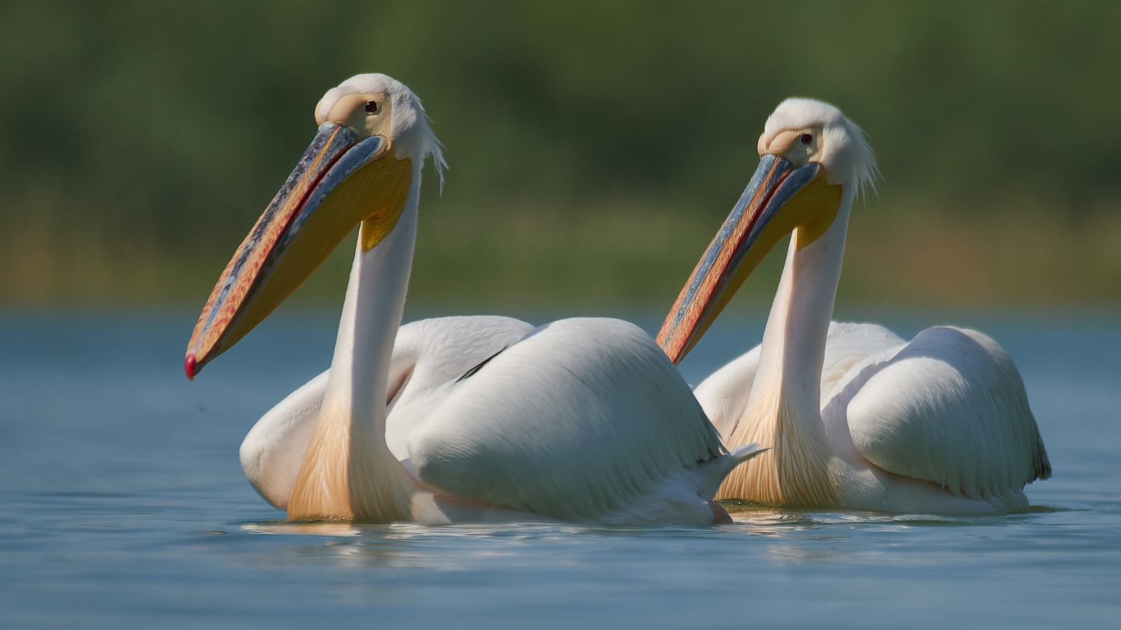 6-Hour Birdwatching Tour Near Constanța with Black Sea Coastal Habitats