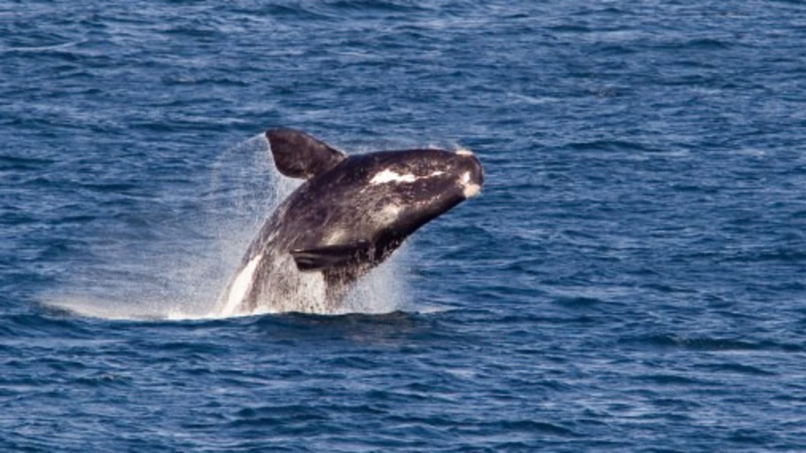 Full-Day Hermanus Whale Watching Tour with Gelato Tasting