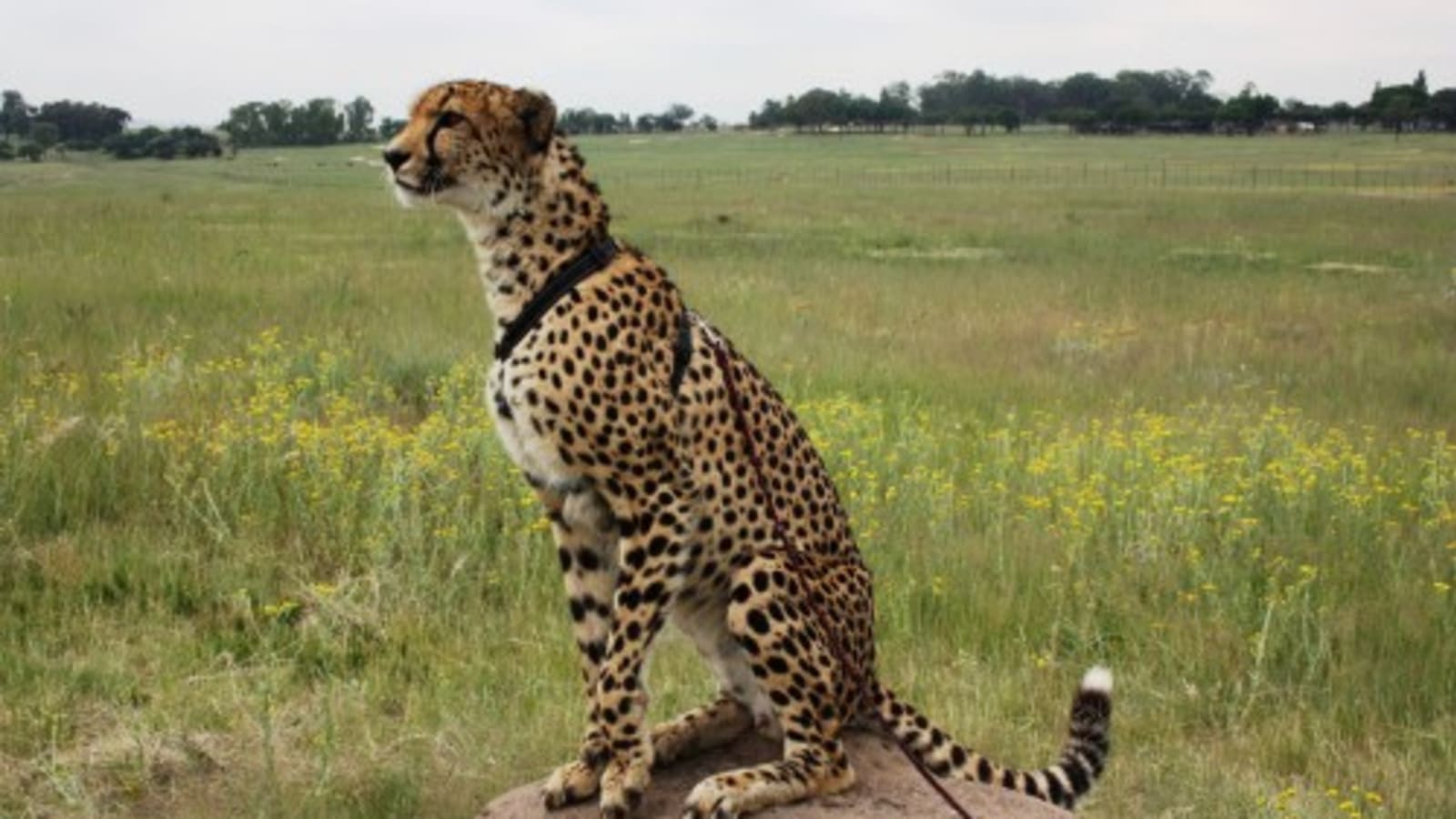 3-Day Johannesburg and Dinokeng Safari with Hartebeespoortdam