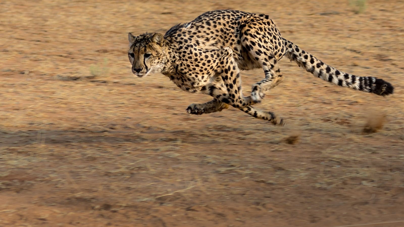 1-Day Aquila Game Reserve Safari from Cape Town with Big 5 Viewing