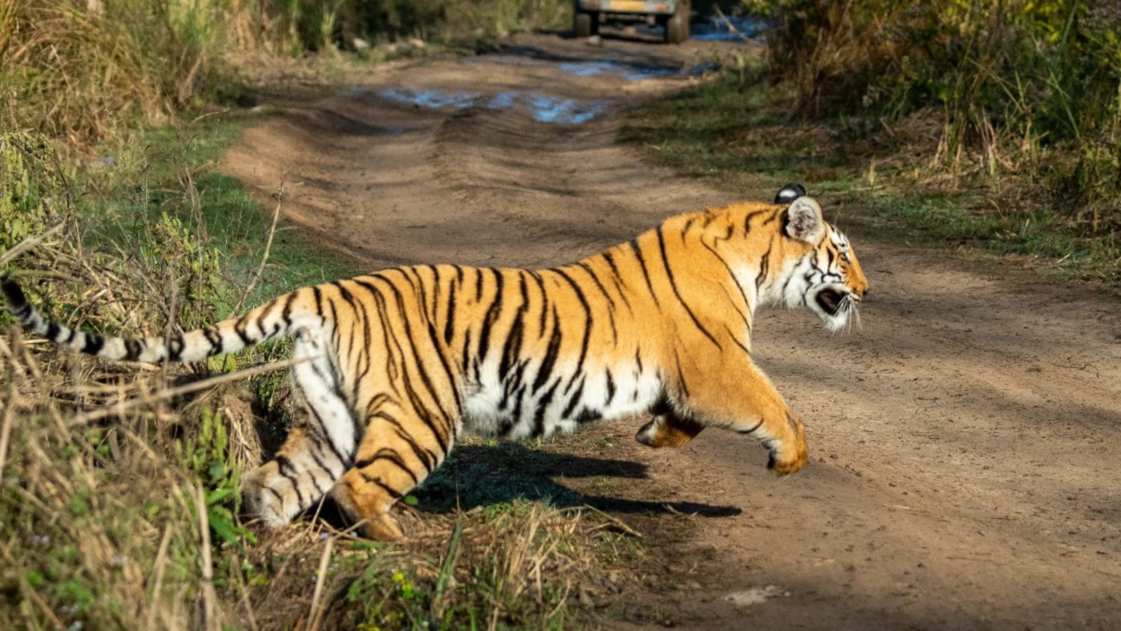 2-Day Jim Corbett Wildlife Safari from Delhi with Morning and Evening Safaris