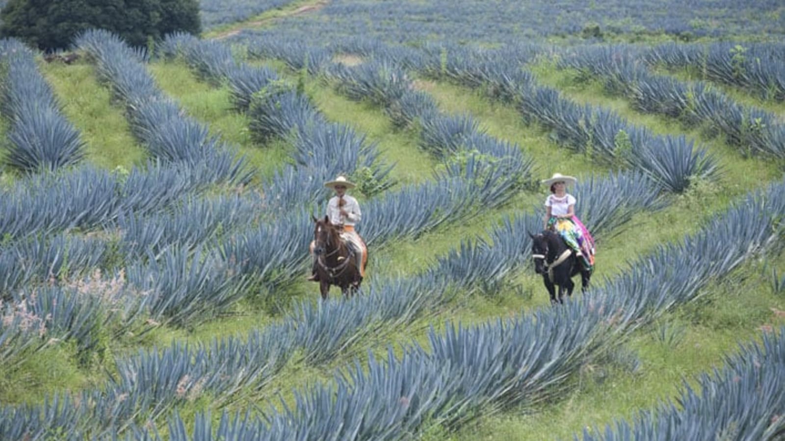 9-Day Horse Riding Tour in Lagos de Moreno from León with Haciendas