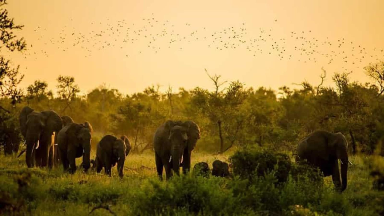 9-Day Assam Wildlife Photography Tour with Manas Nameri and Kaziranga
