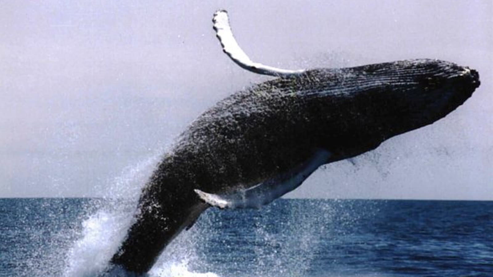 Full-Day Hermanus Whale Watching Tour from Cape Town
