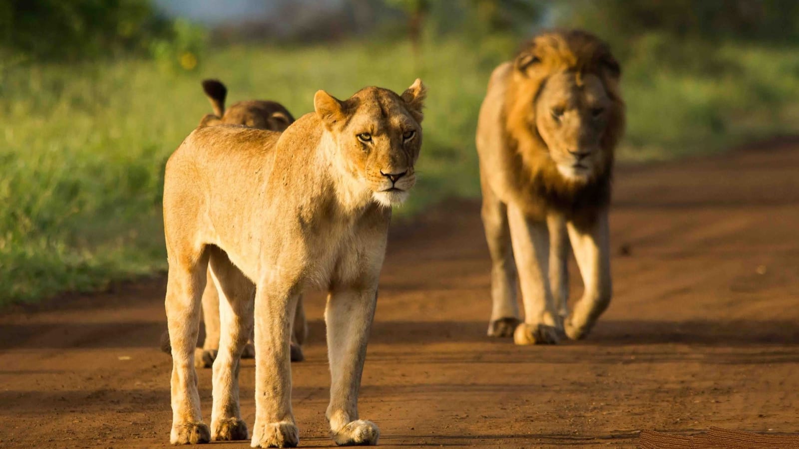 12-Day South Africa Tour with Cape Town, Kruger and Wine Route