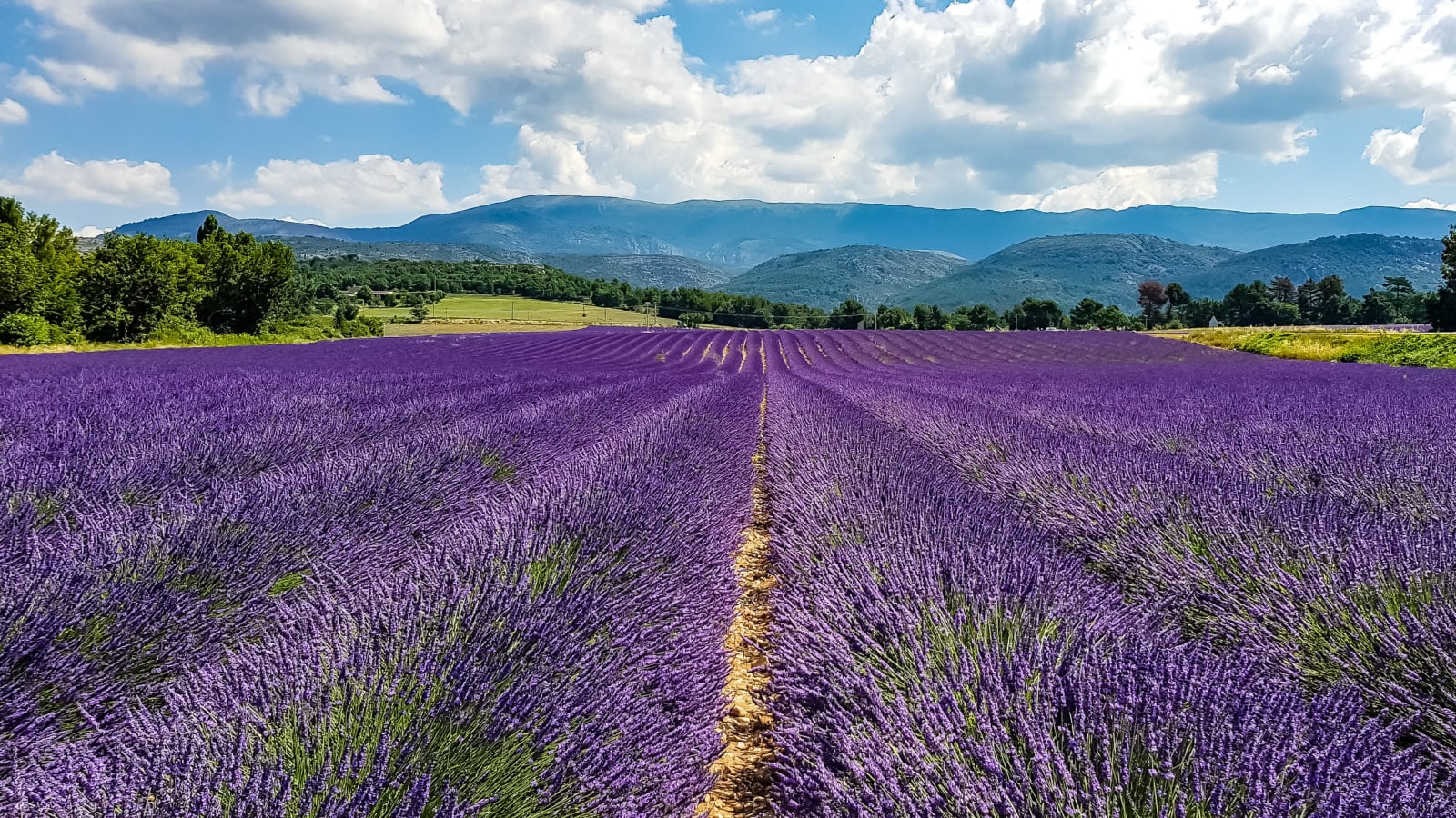 9-Hour Lavender Fields Tour of Provence with Valensole and Villages