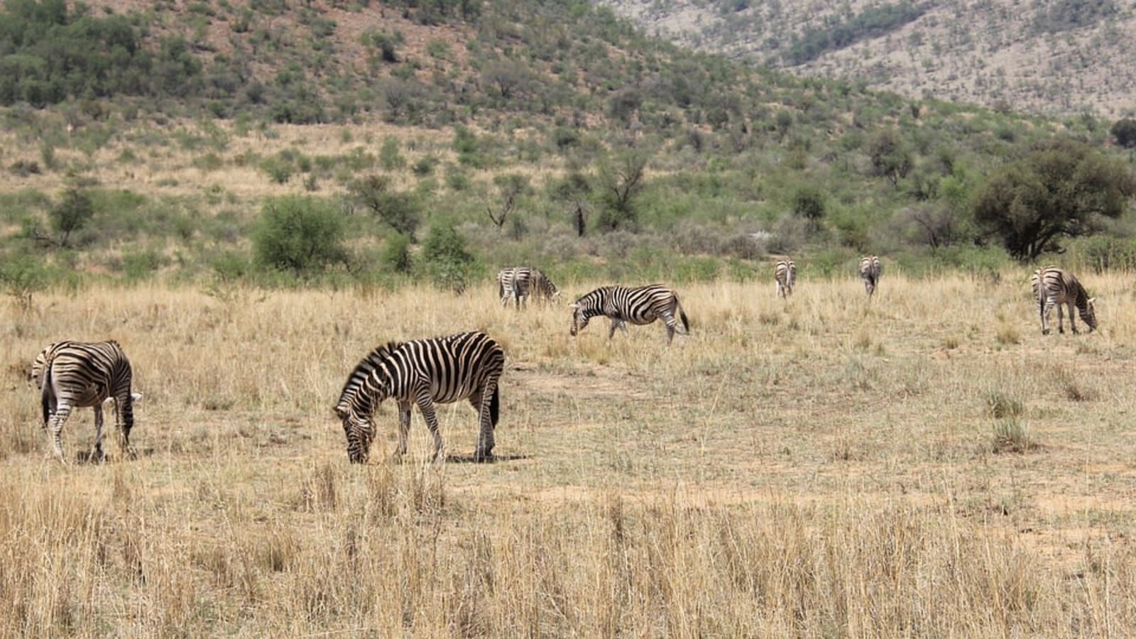 10-Hour Pilanesberg Safari Tour from Johannesburg and Pretoria