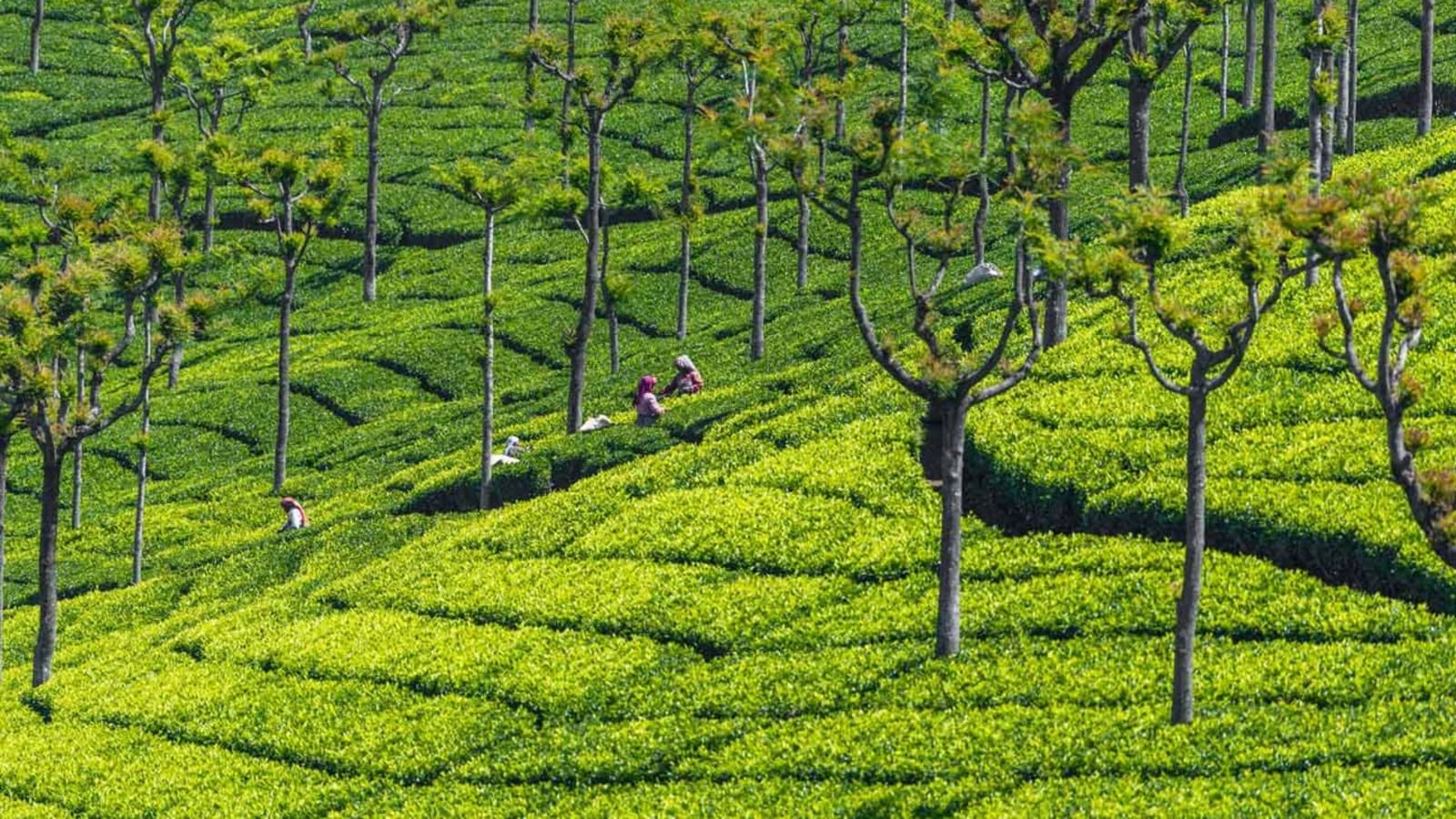 9-Day South India Hill Stations Tour with Ooty, Munnar and Cochin
