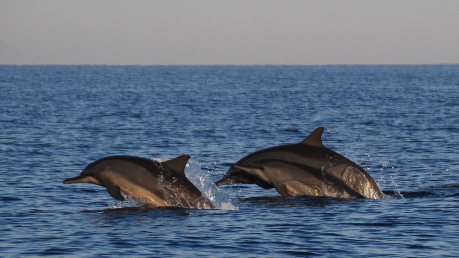 Full-Day Bali Sightseeing Tour with Lovina Beach Dolphin Spotting