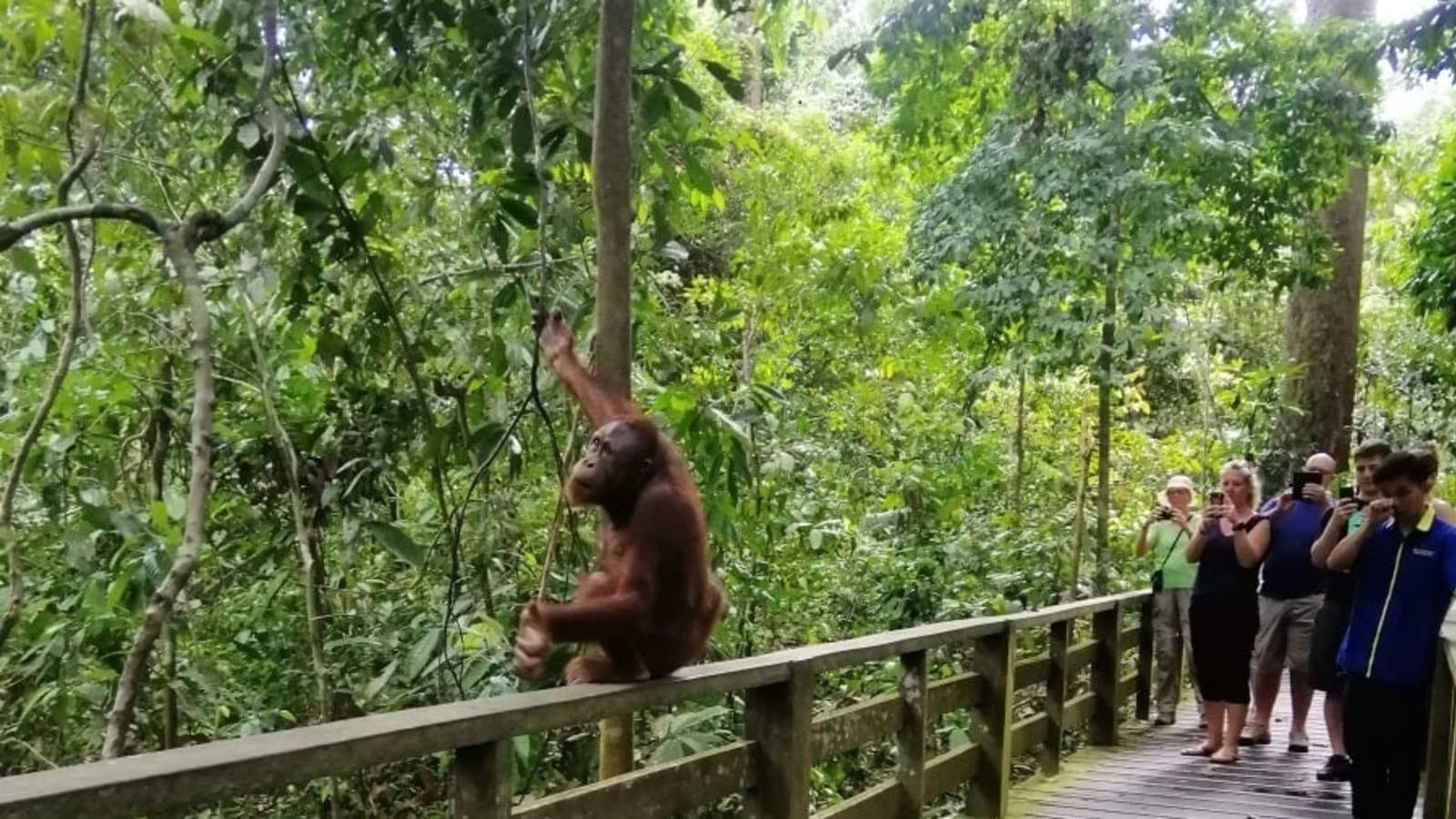 4-Day Lankayan Island and Sandakan Tour with Wildlife Encounters
