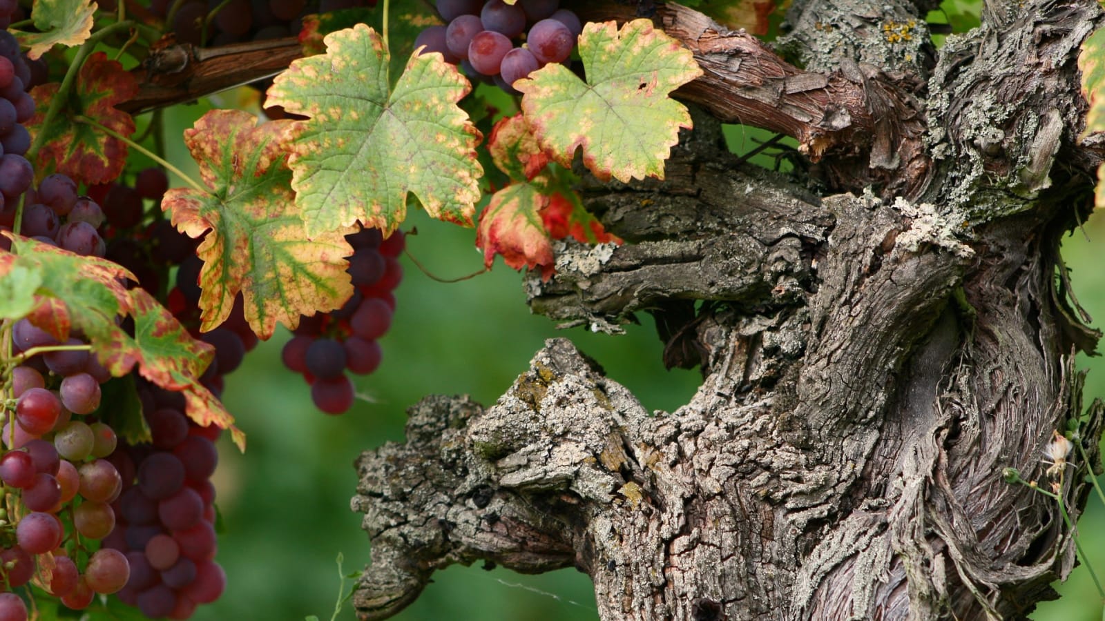 1-Day Alsace Wine Tour with 4 Wineries and Extensive Tastings