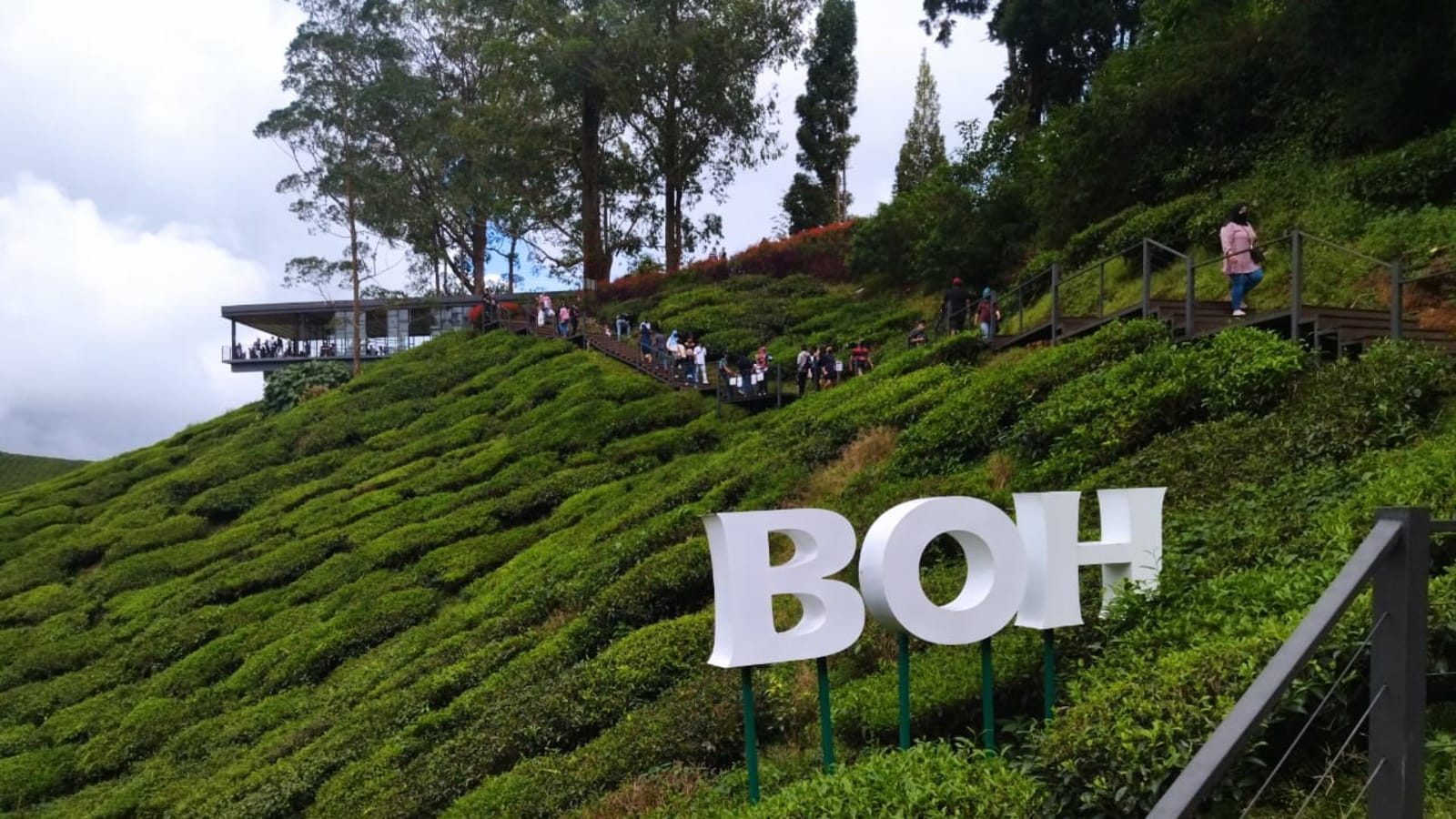 12-Hour Cameron Highlands Tour with BOH Tea Plantation and Kea Farm