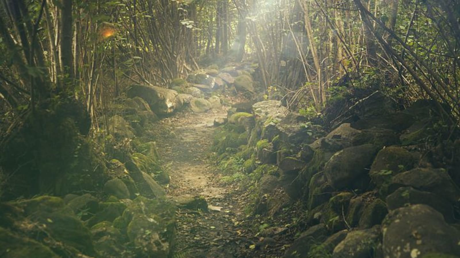 5-Day Jungle Trek to Renah Kemumu from Sungai Penuh with Hot Springs