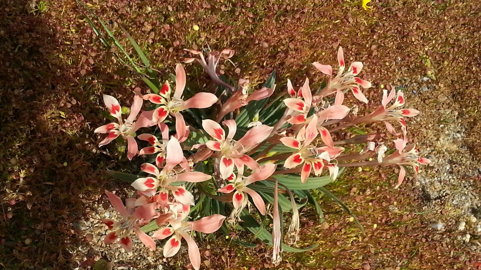 Full-Day Flower Tour in West Coast National Park and Tienie Versfeld