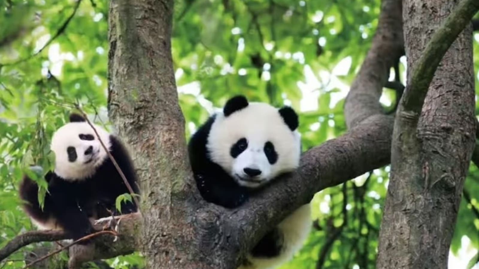 3-Hour Chengdu Panda Base Tour with Giant Panda Viewing