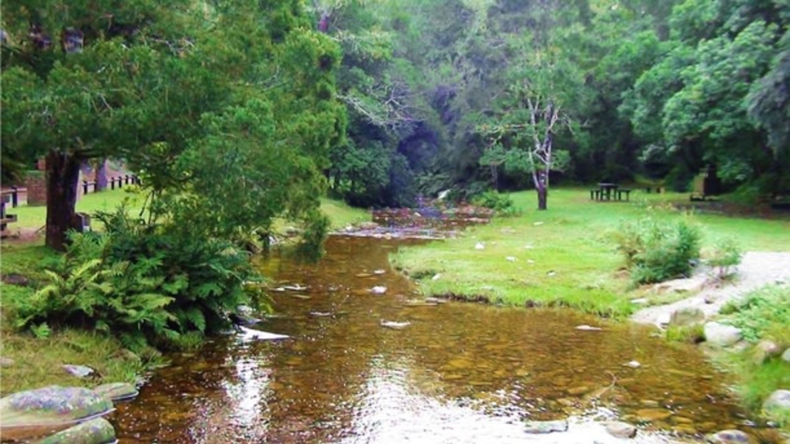 3-Hour Millwood Forest Tour in Knysna with Wildlife Discovery