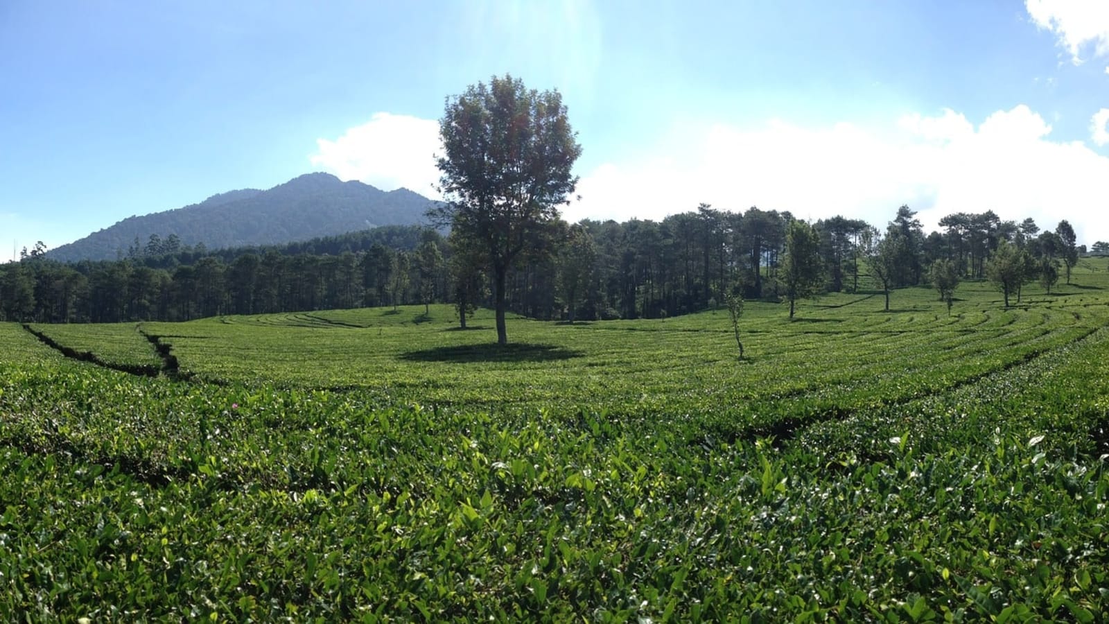 3-Hour Bandung City Tour with Floating Market and Saung Udjo