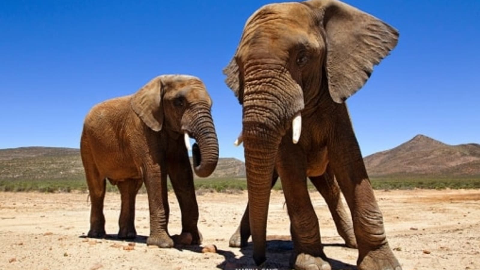 8-Hour Aquila Big 5 Safari and Nederburg Wine Tasting Tour