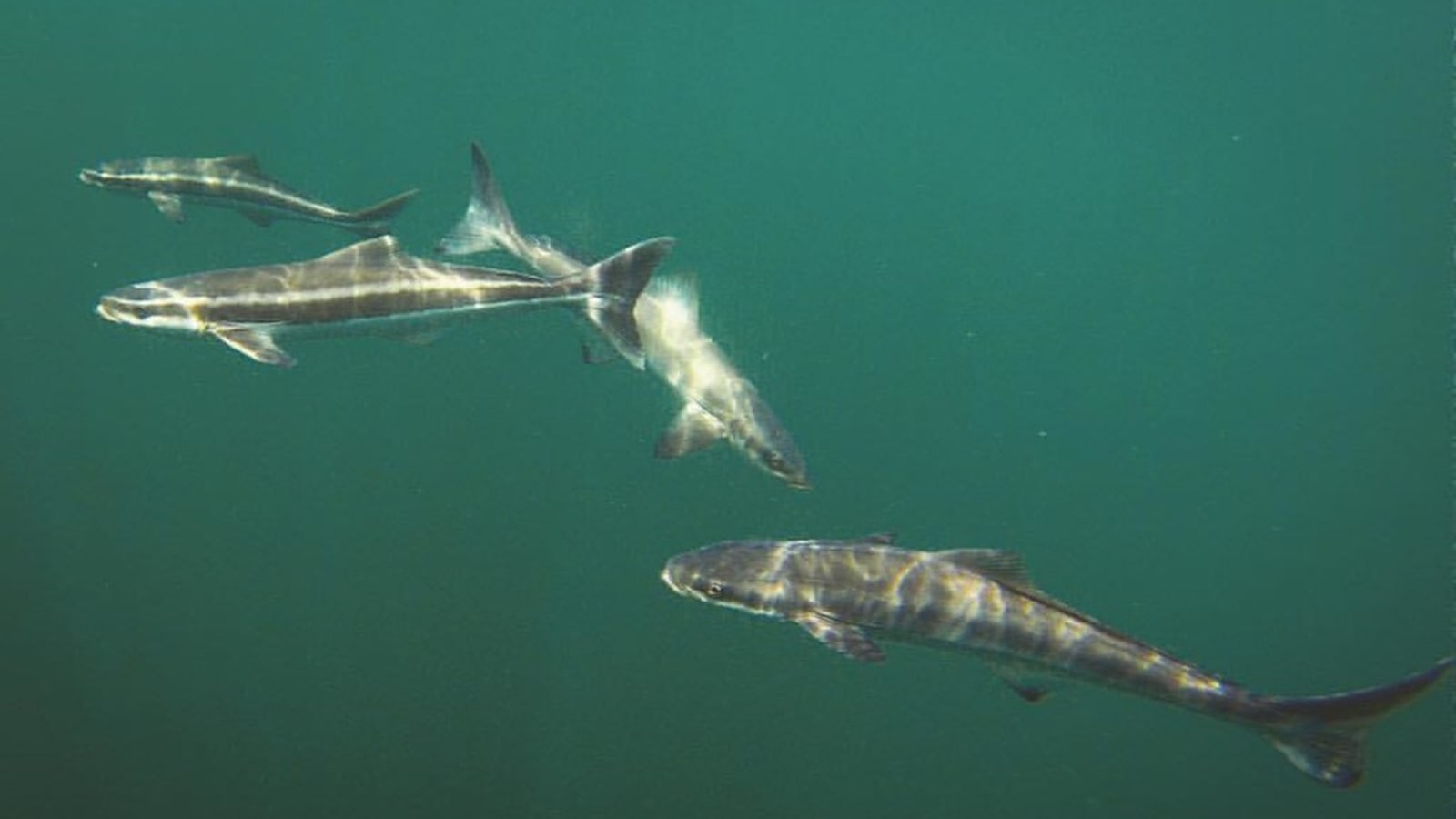3-Day Sports Fishing Tour in Kuala Rompin with Sailfish Hunting
