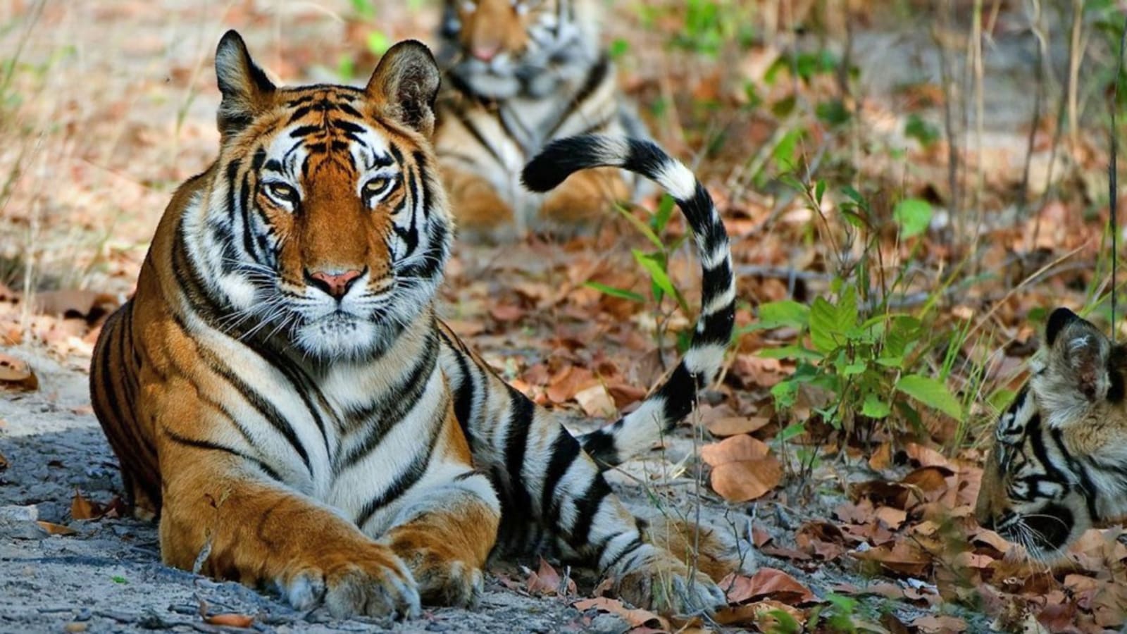 4-Day Panna Wildlife Safari with Ken River and Tribal Villages