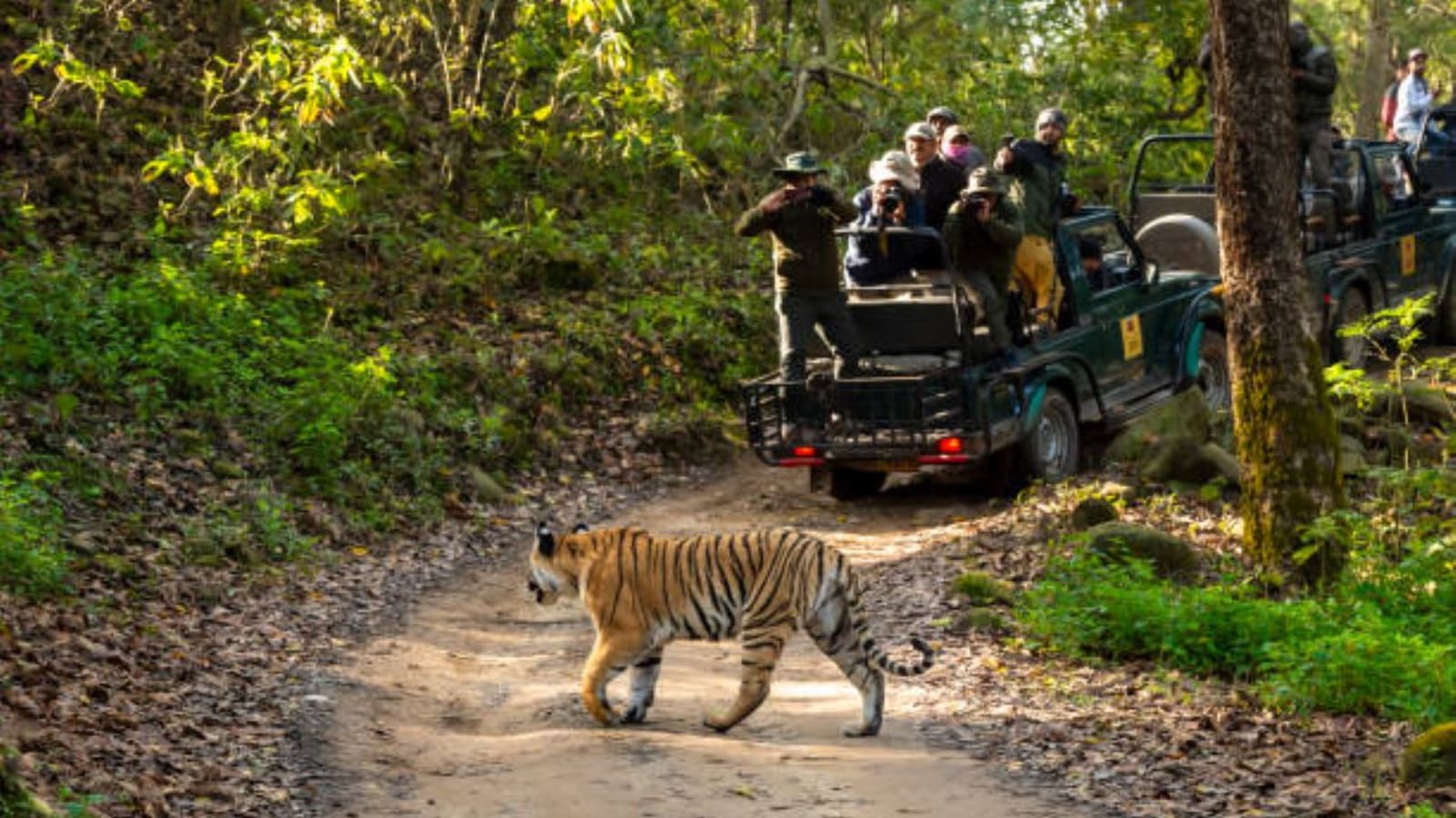 3-Day Jim Corbett National Park Safari from Delhi with Resort Stay