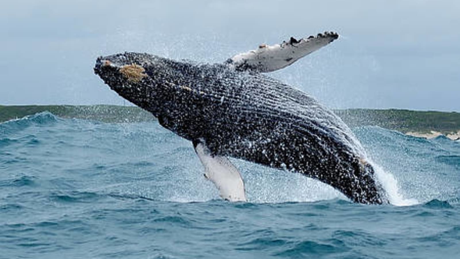 11-Hour Algoa Bay and Addo Elephant Safari with the Big 7 Experience