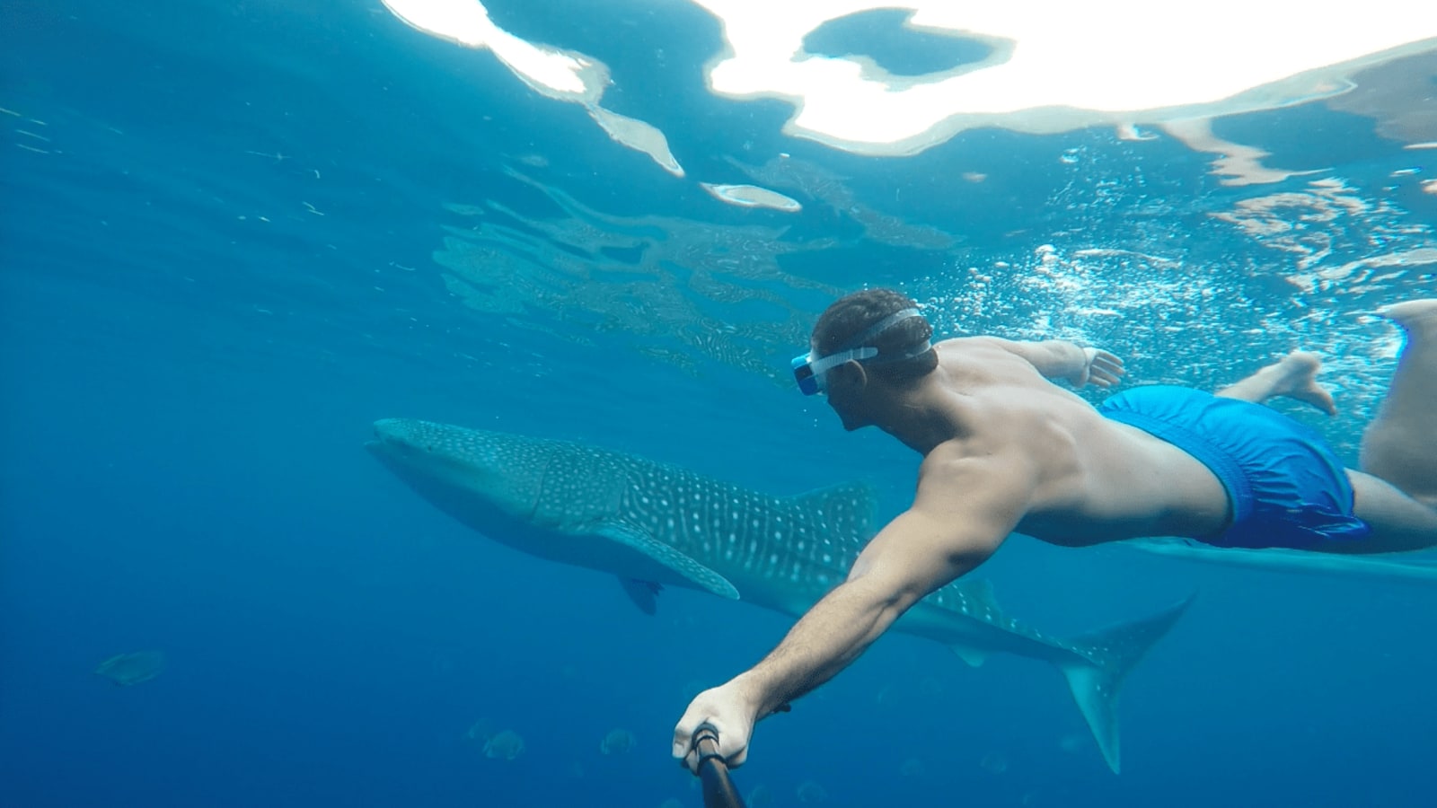 10-Hour Oslob Snorkeling Tour with Whale Sharks and Tumalog Falls