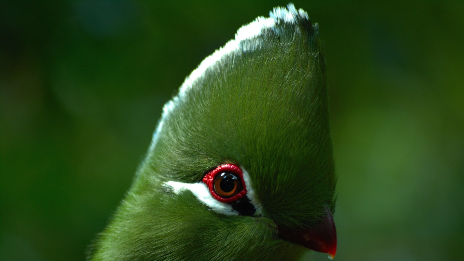 9-Hour Sanctuary Tour in The Crags with Birds of Eden and Monkeyland