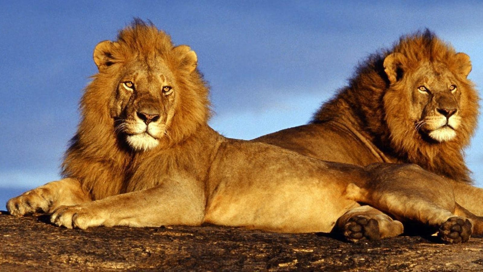 5-Day South Africa Safari and Cultural Tour with Pilanesberg and Soweto