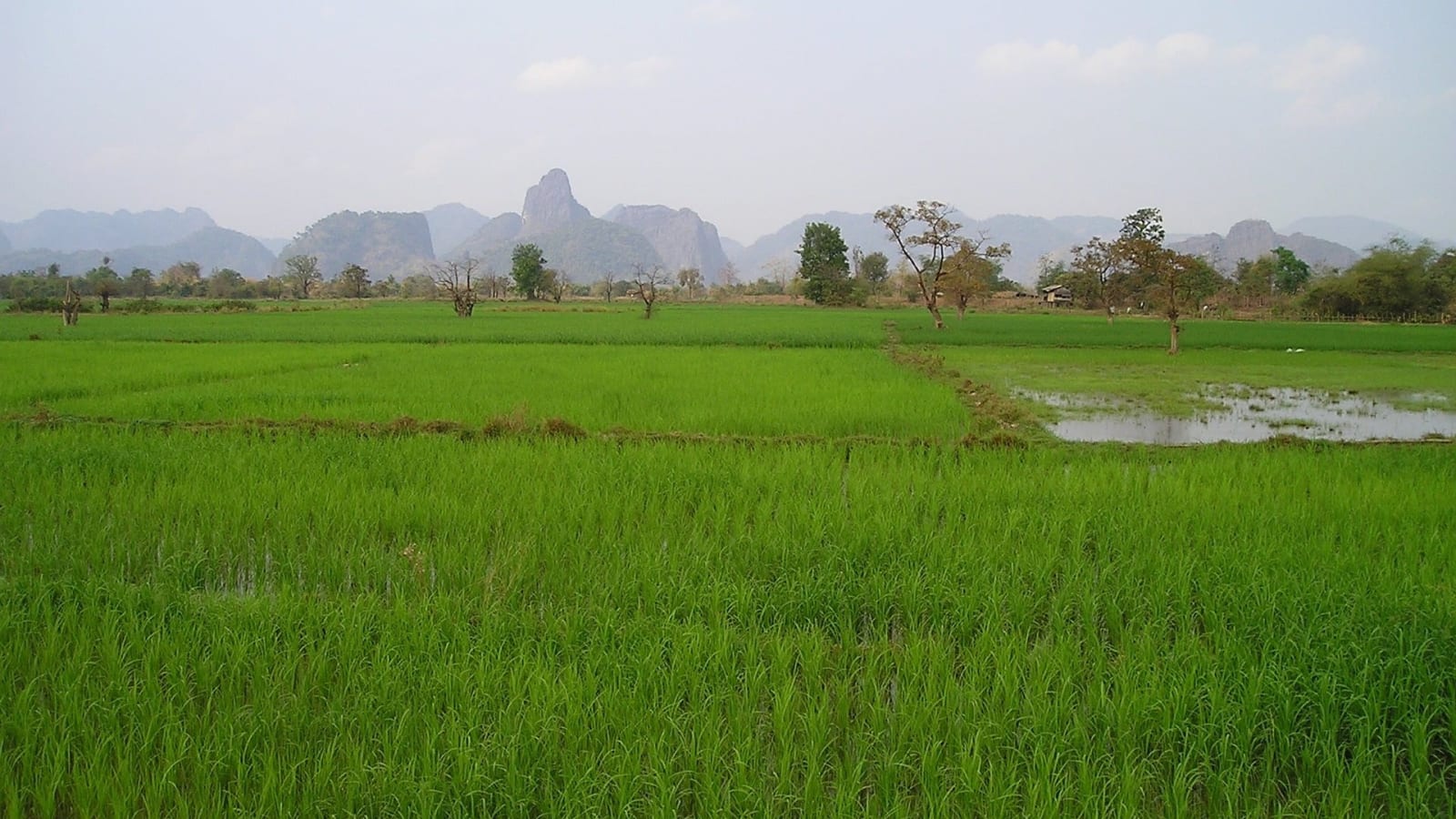 4-Hour Rice Plantation Tour in Luang Prabang with Farm Activities