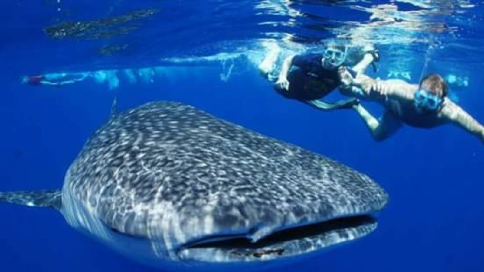1-Day Oslob Whale Shark Watching Tour with Tumalog Falls